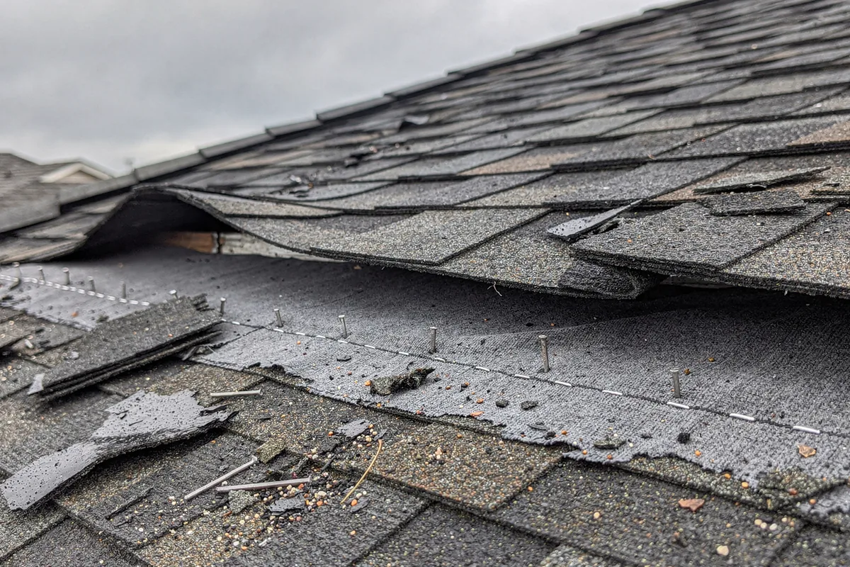 Courses of shingles lifted and torn along a roof edge with grey underlayment and bare nails showing underneath.